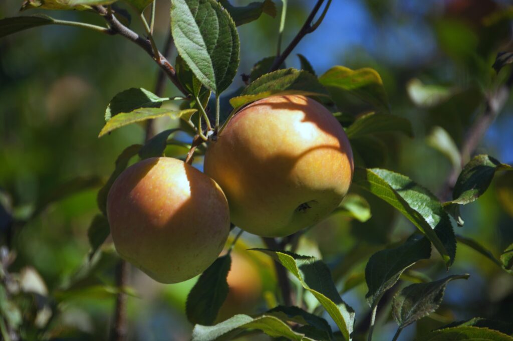 manzano fuji arboles frutales