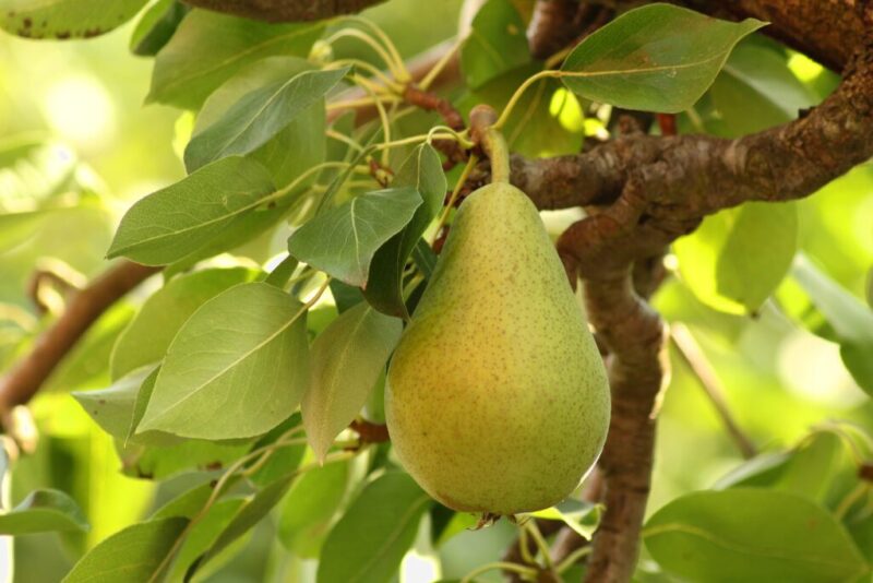 árbol pera ercolini