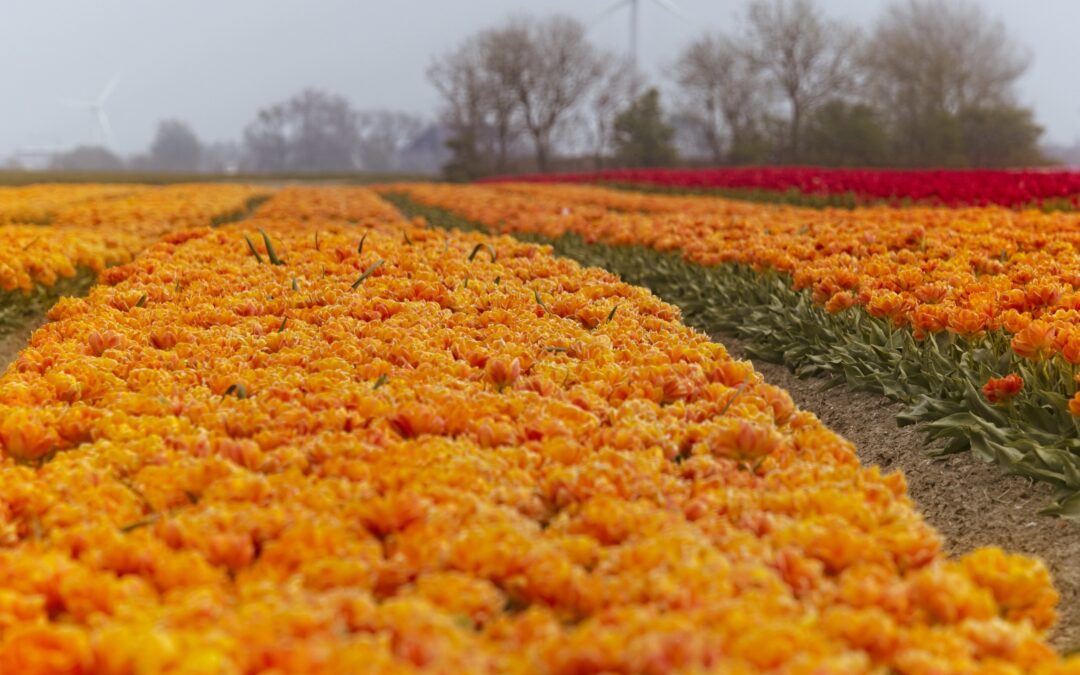 Cómo plantar bulbos