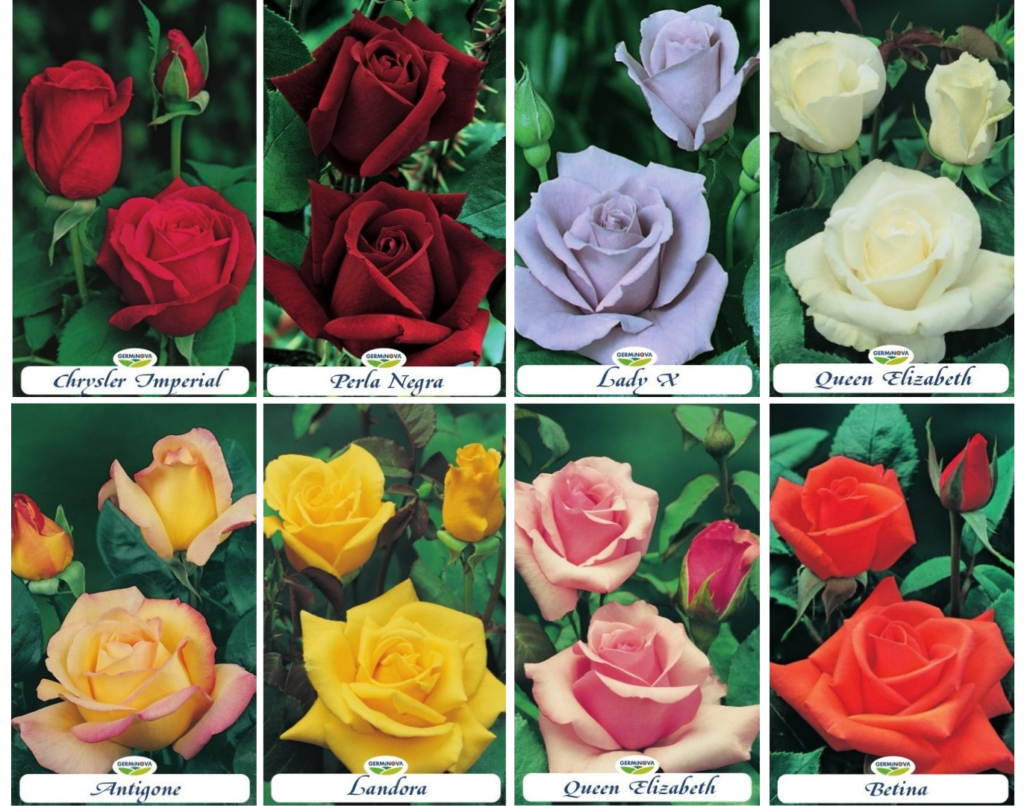 Tipos de rosales y sus características - Germigarden | Blog