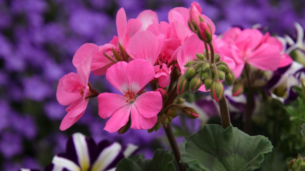 flores de geranio zonal rosa planta de temporada