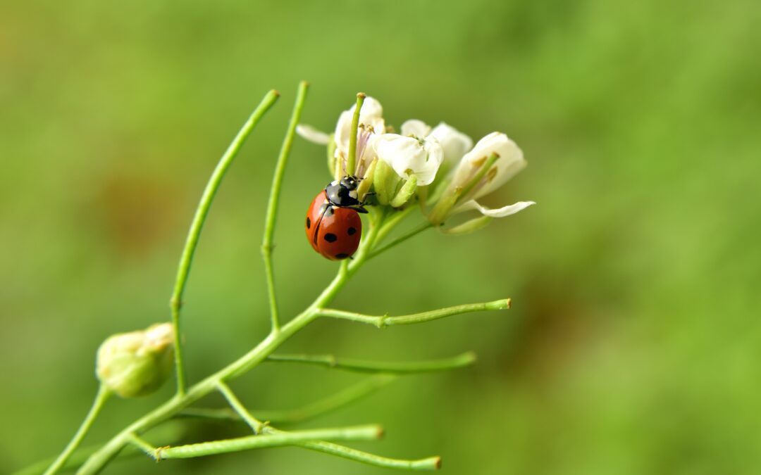 Esta é a maneira mais ecológica de combater as pragas.