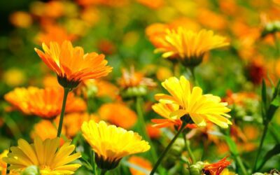 Llegan las plantas de primavera: colores vivos y olores frescos