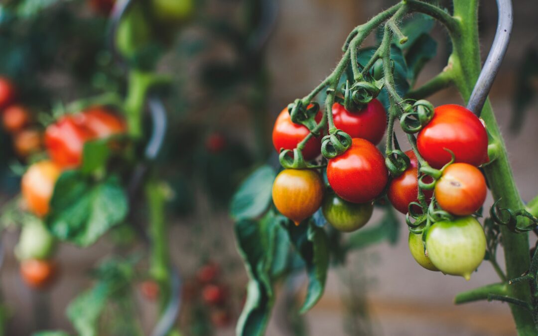 Produtos essenciais para o cultivo de tomate