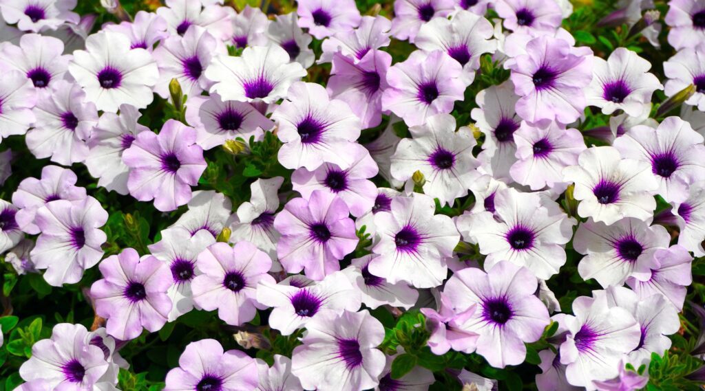 flores de petunia blanca violeta planta de verano