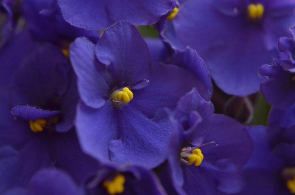 saintpaulina violeta africana planta interior amb flor