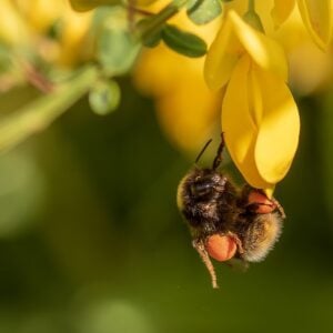 retama planta que atrae a las abejas