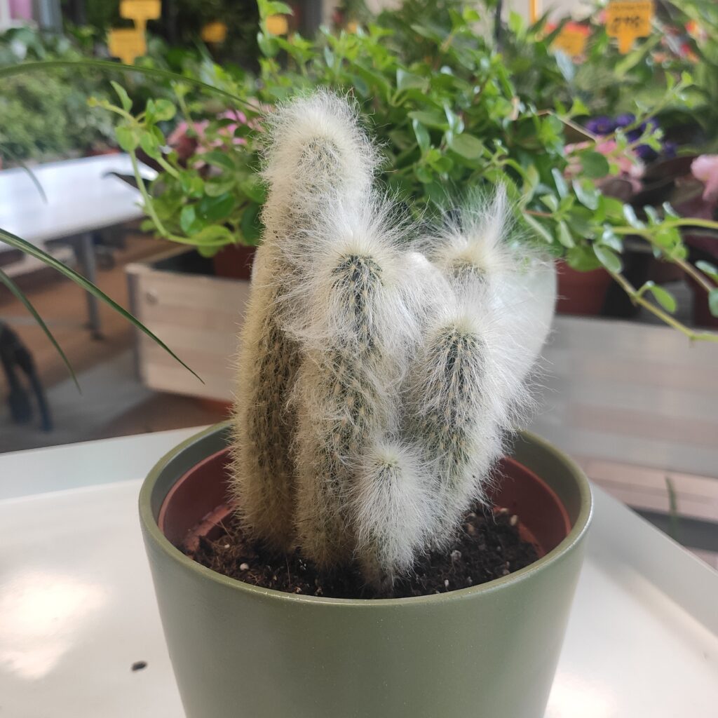 tipus de cactus