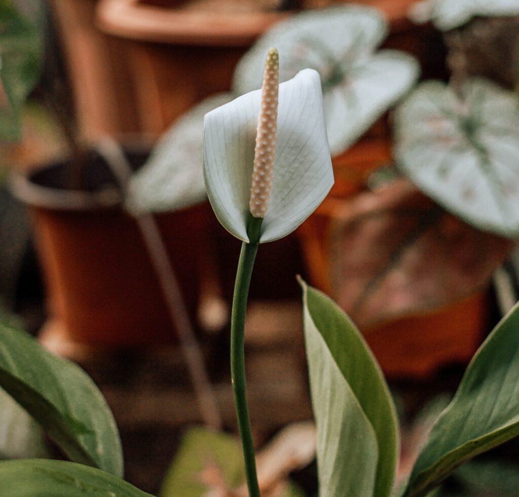 espatifil·li o Spathiphyllum planta interior amb flor