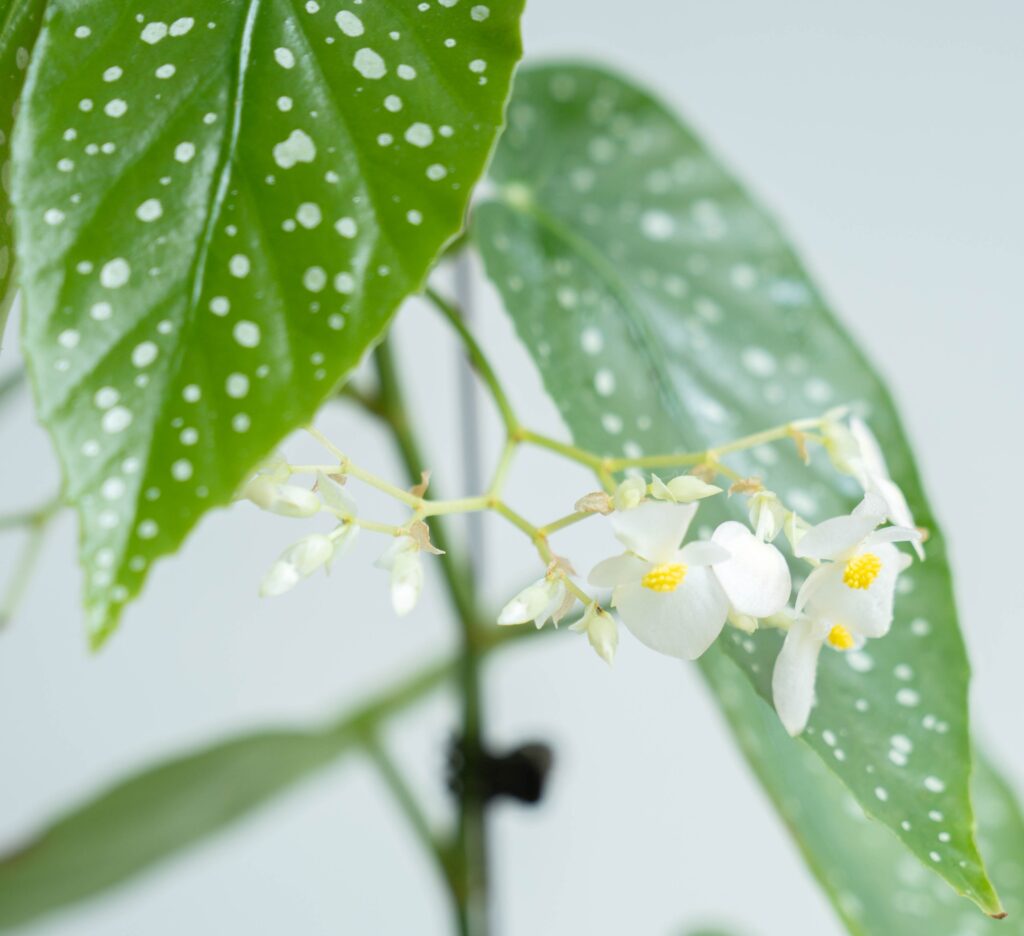 begonia Maculata blanca planta de interior amb flor