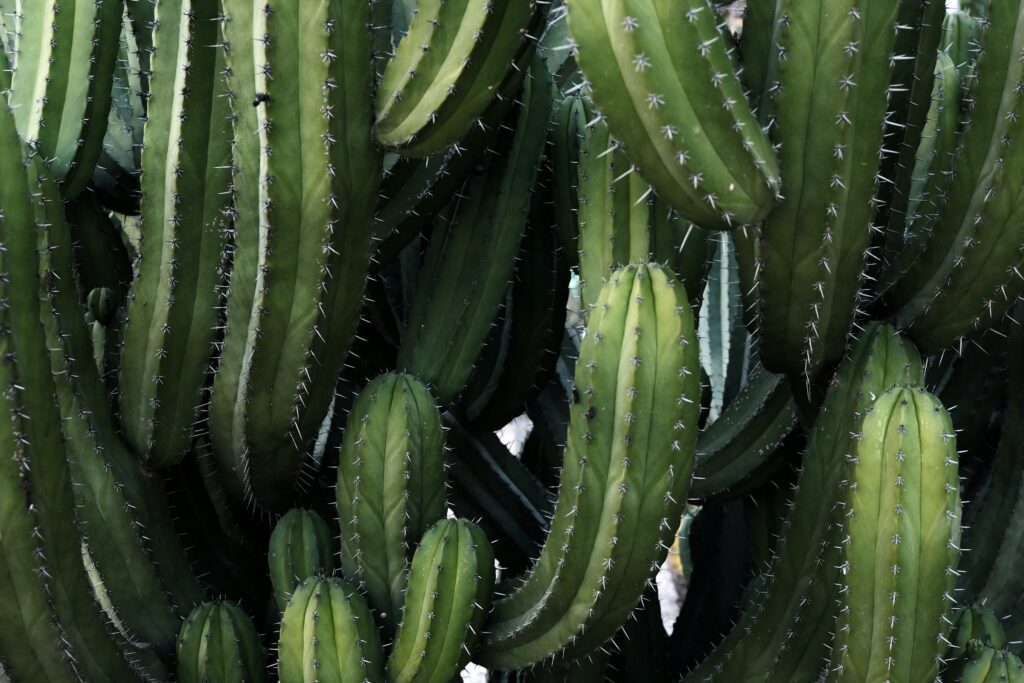 Nuestras especies de cactus - Germigarden Blog