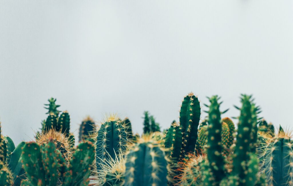 cactus pequeños