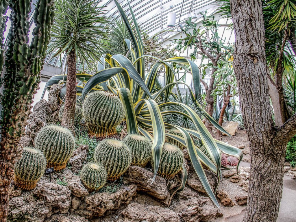 xerojardineria xerojardí cactus crasses suculentes palmeres
