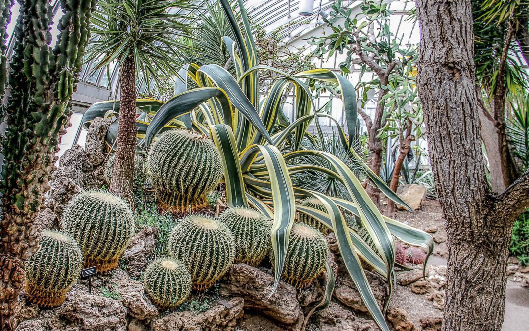 ¿Què és la xerojardineria i quines plantes podem utilitzar?