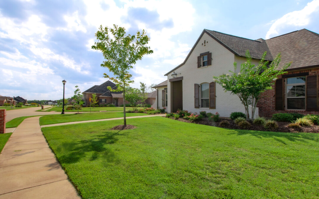 Com sembrar gespa correctament