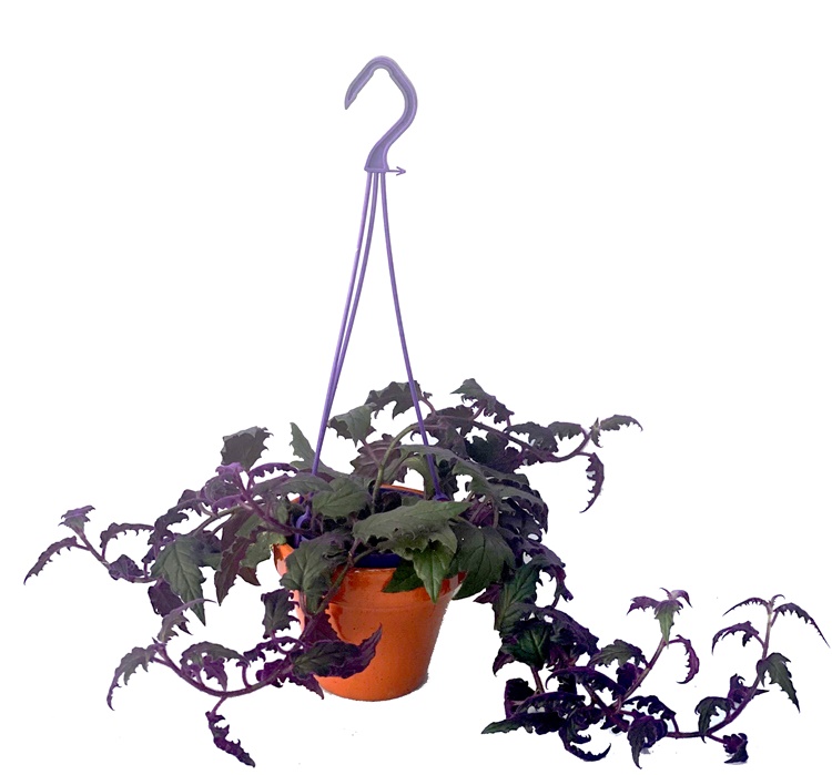 Como proteger tus plantas del frío - Germigarden