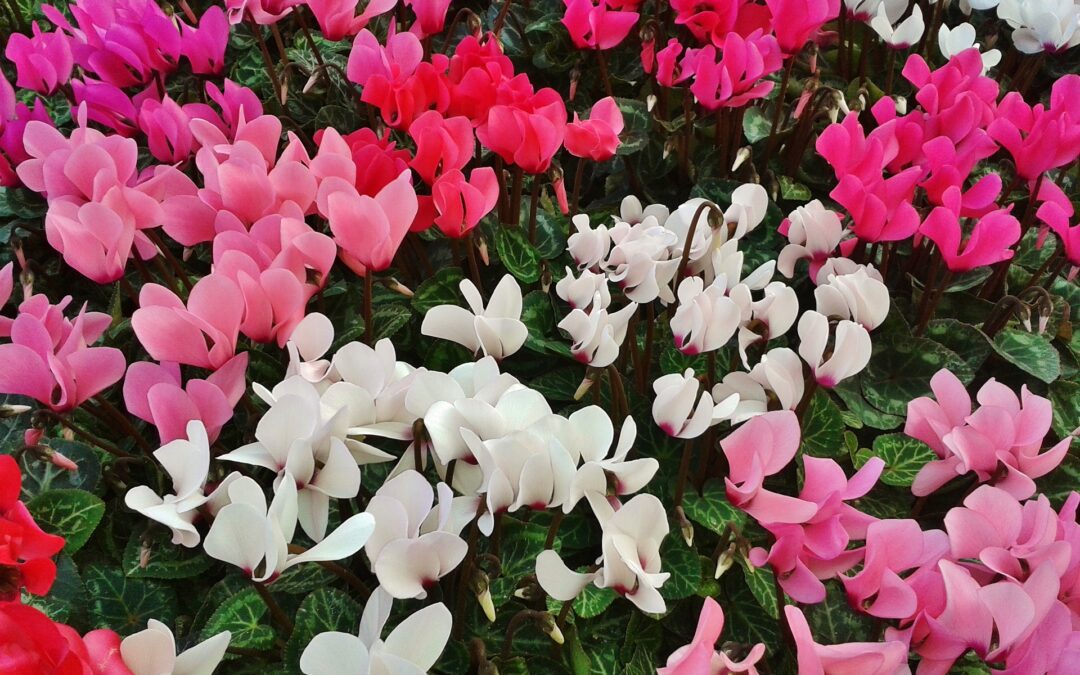 Com cuidar el ciclamen correctament