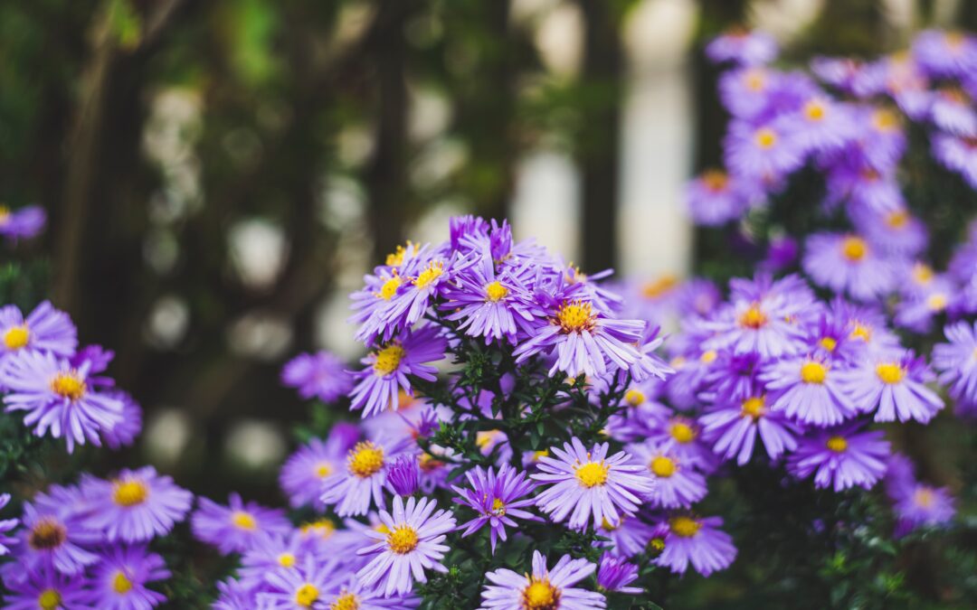 Plantes de temporada per plantar a inicis de tardor