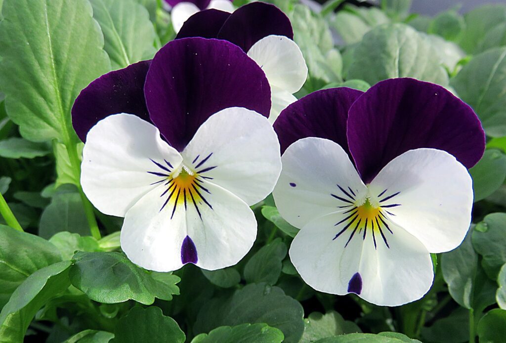 foto detalle flor violas