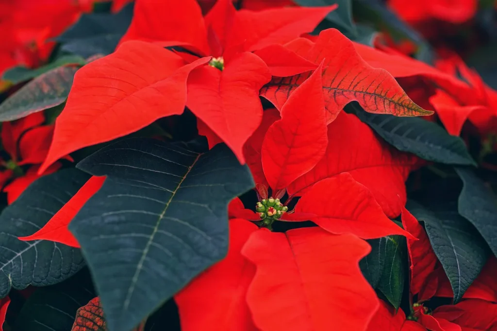 Las 7 plantas para regalar en Navidad - Germigarden