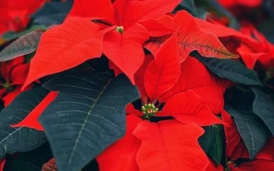 Les 7 millors plantes per regalar per Nadal i un consell per mantenir-les boniques totes les festes