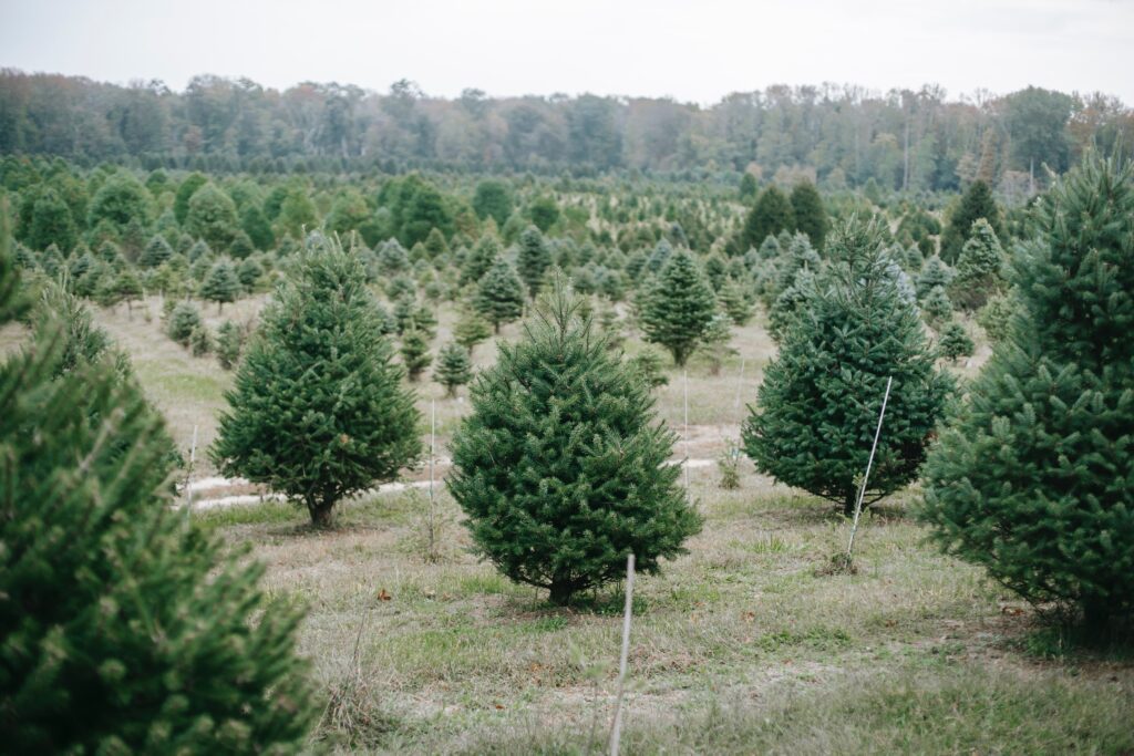 árboles de navidad plantados