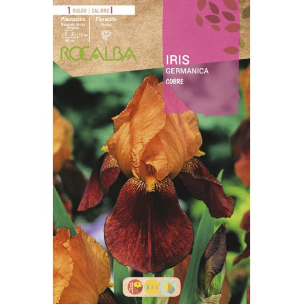bulbo de iris cobre marrón bulbos de primavera
