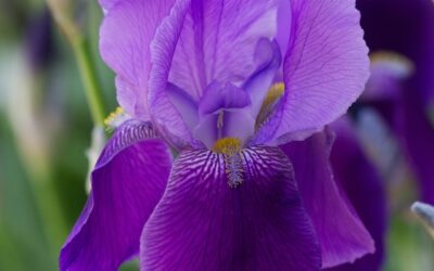 Bulbos de Iris, todo sobre este bulbo de primavera