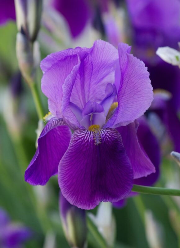 bulbs iris lila com plantar bulb de primavera