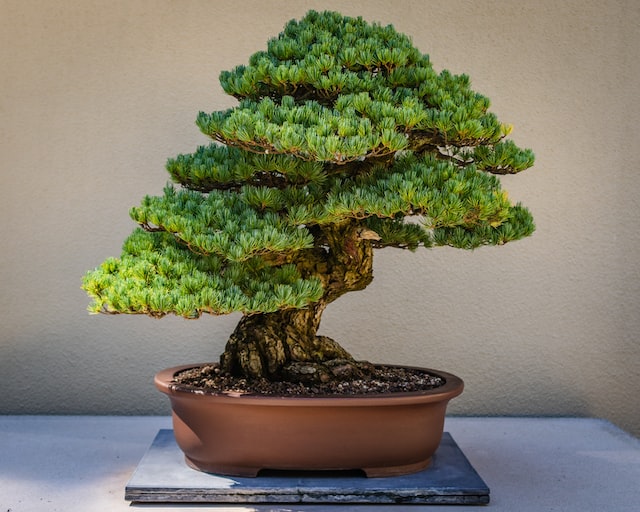 fotografia de un bonsai online de pino adulto