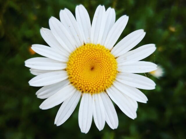flor de margarida blanca planta