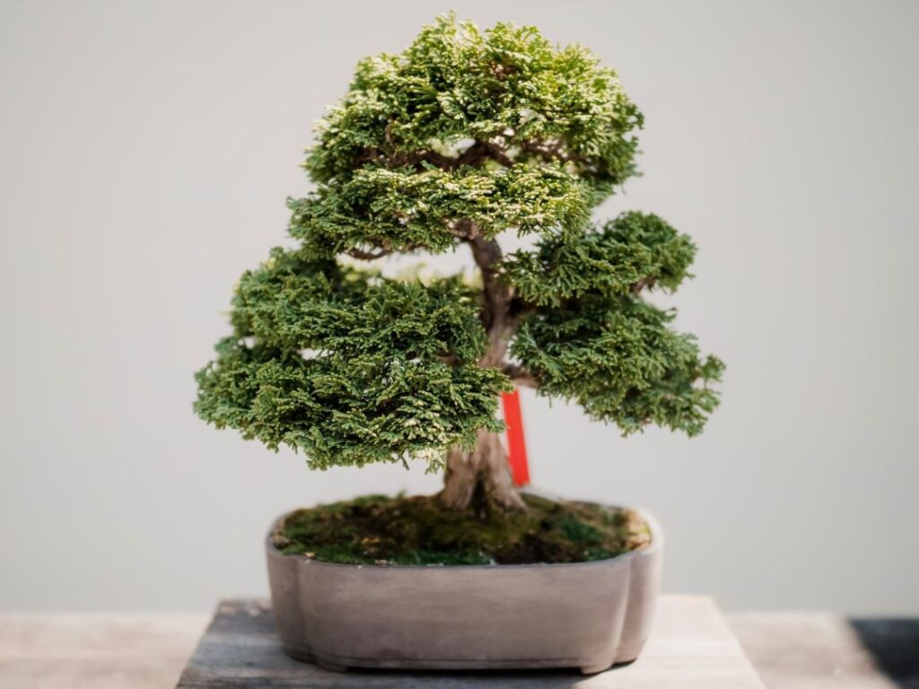 adob per bonsai en spray