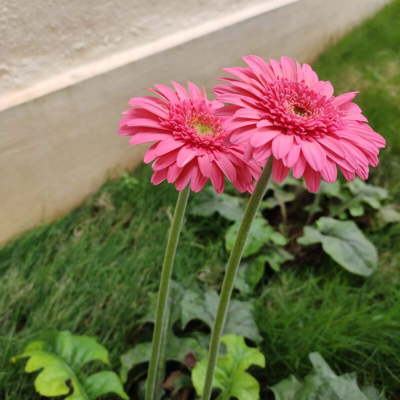 planta gerbera rosa