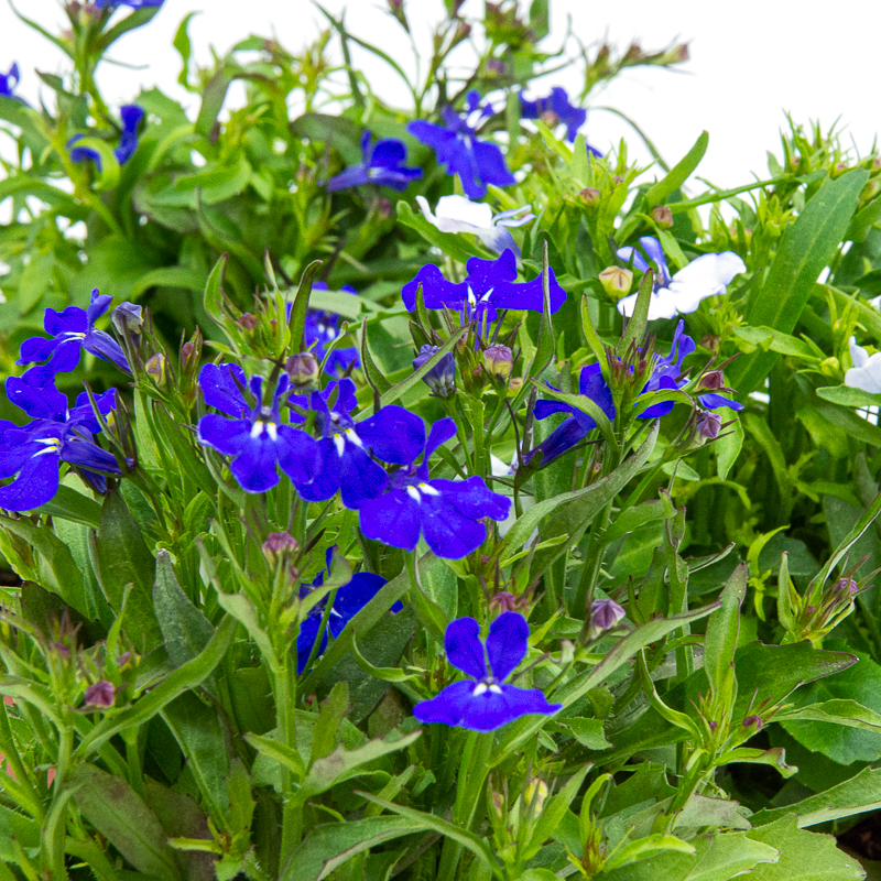 lobelia flors blaves