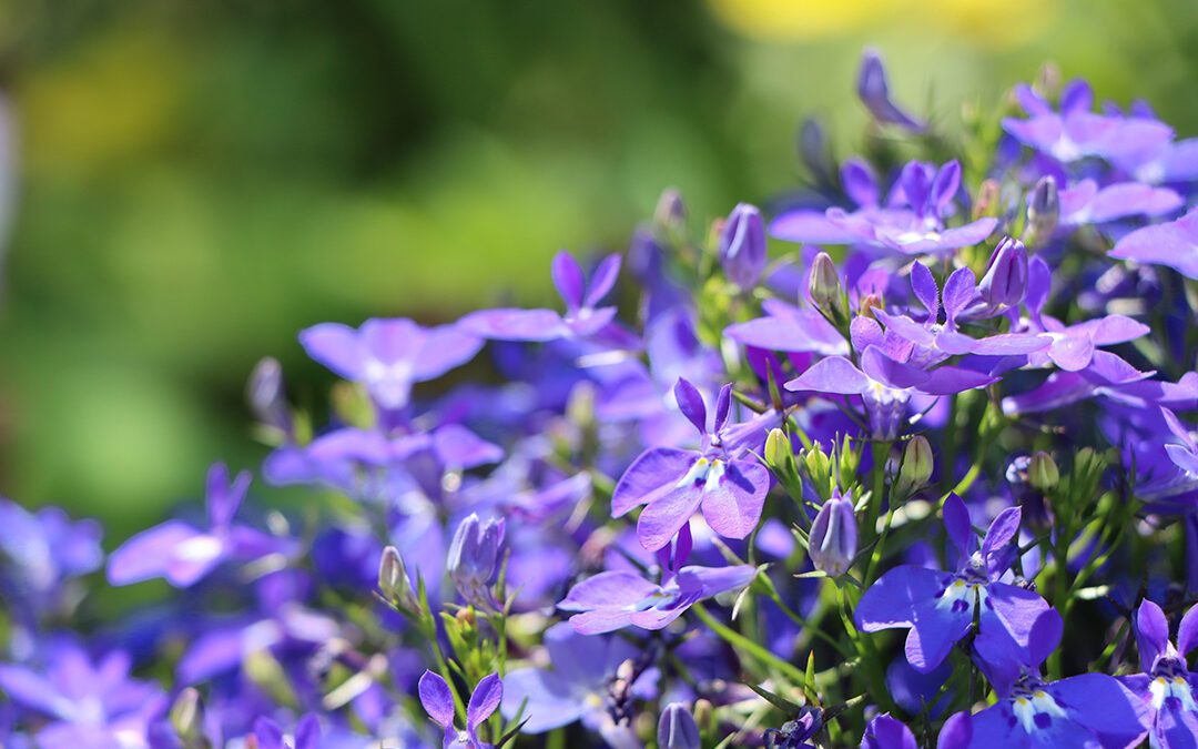 Lobelia erinus, una planta con flores azules preciosas