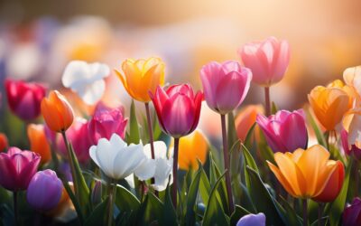 Els millors bulbs de tardor i molts més